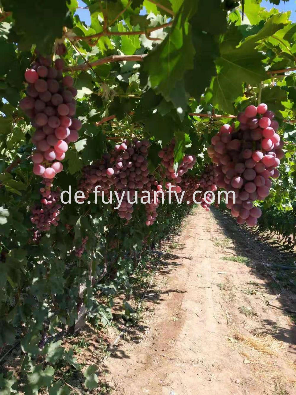 Fresh Xinjiang Red Grapes